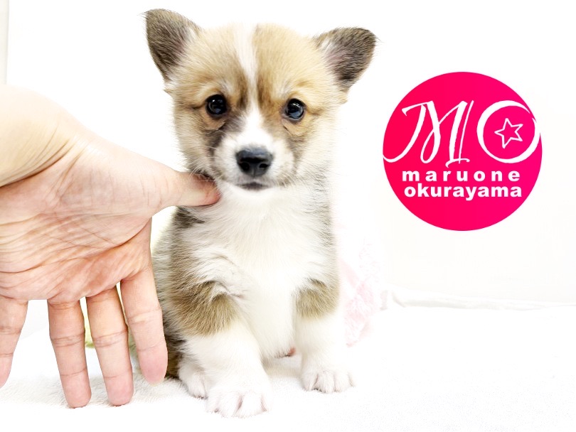 コギちゃんの足は手の指の長さほどの短足ちゃん♡ | ウェルシュコーギーペンブローク （6131003） - 大倉山店