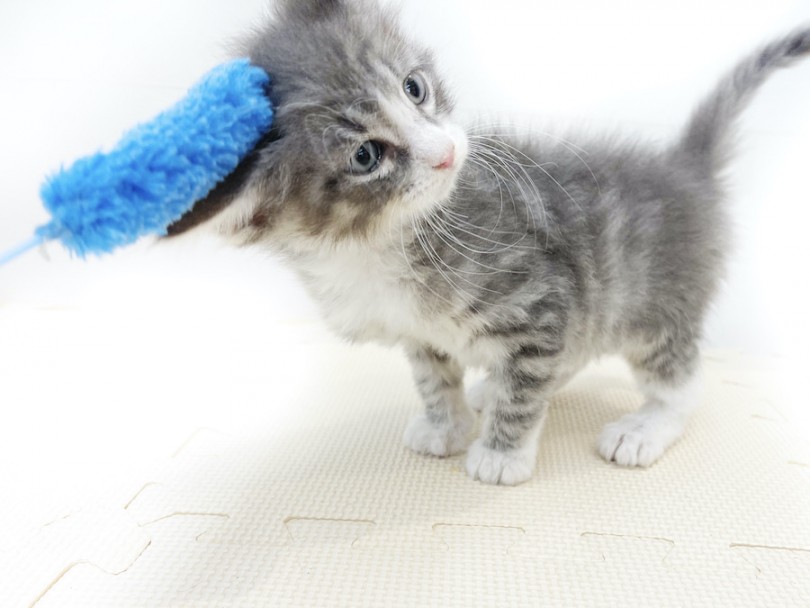 独特な遊び方？猫じゃらしの使い方あってる？ | ノルウェージャンフォレストキャット （814661） - 大和 相模大塚店