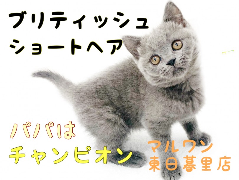 【 ブリティッシュショートヘア 】全てが可愛すぎる！パパはチャンピオンの良血統！