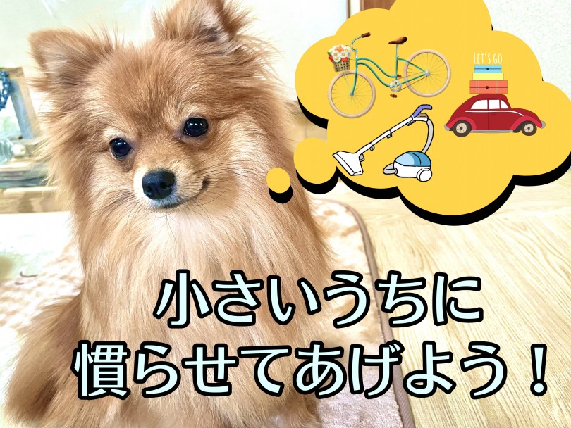 警戒して吠えるものに慣れさせる | 吠え癖のしつけ - 東川口店