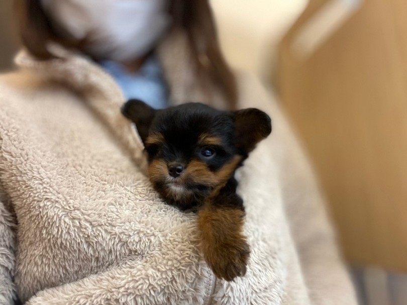 チワマル君が少しでも気になったら、是非ご来店くださいね。 | MIX犬 チワマル （311997） - 港北ニュータウン店