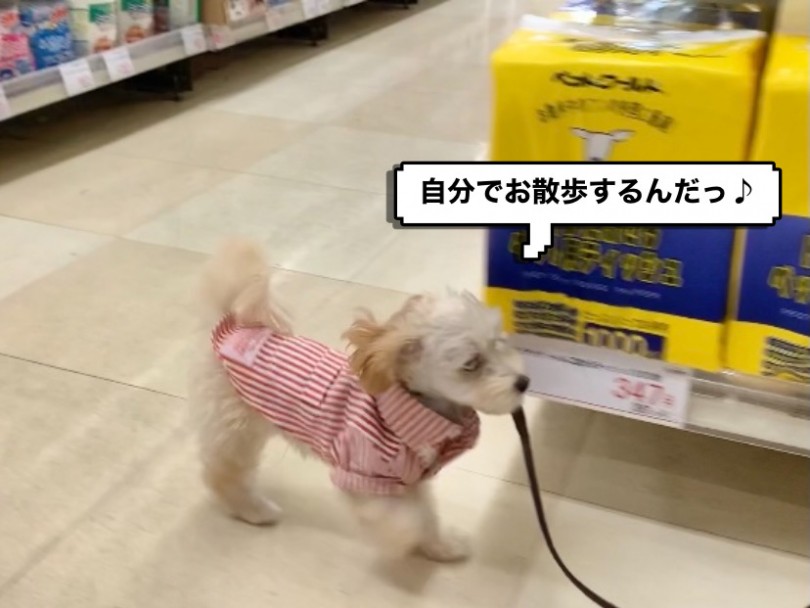 最近はお散歩練習をしています! | MIX犬 マルプー (130281) - 高井戸店