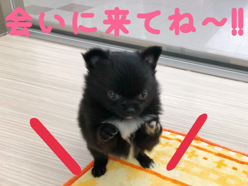 気になることはマルワン本羽田店にご連絡くださいね | MIX犬 ポメチワ （512718） - 本羽田店