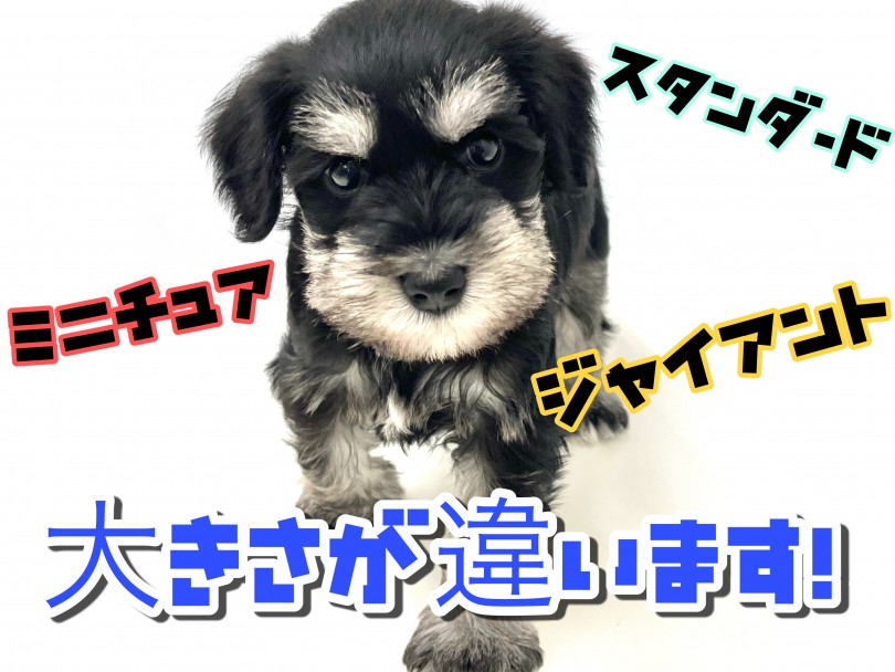 東川口店のミニチュアシュナウザーちゃんは骨格がしっかりしていて筋肉質！ | ミニチュア・シュナウザー （150173） - 東川口店