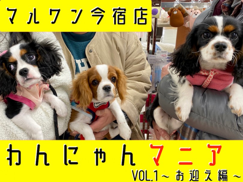 【 わんにゃんマニア 】初心者必見！マルワン今宿店流、愛犬・愛猫のお迎えガイド！