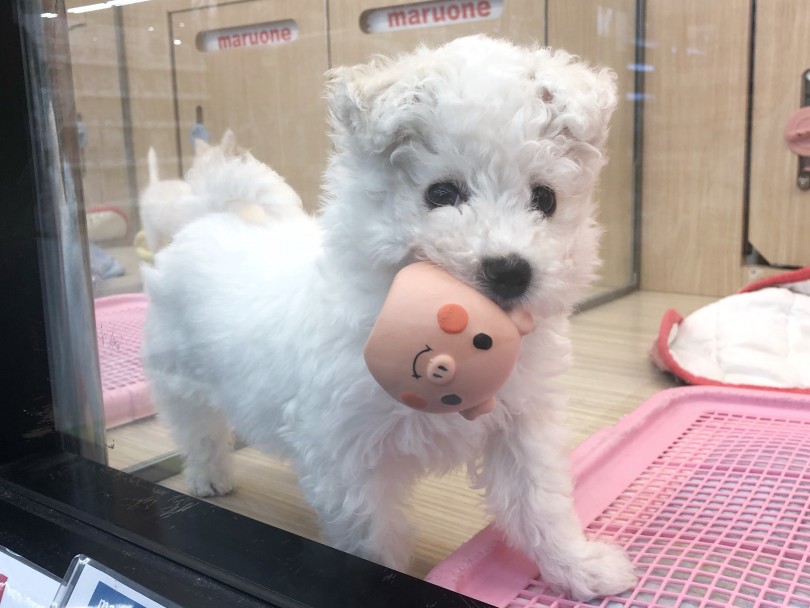 ビションくんをご家族に迎えたいならまず当店へ！ | ビションフリーゼ （119268） - 梅島店