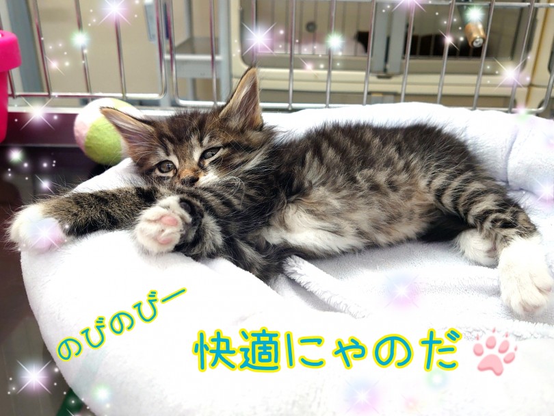 キャットサークルはノルちゃんのお城！快適に作ってあげましょう♪ | ノルウェージャンフォレストキャット （130297） - 高井戸店