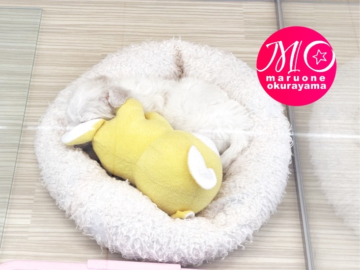 お部屋の中での隠れんぼが好きみたい | ビションフリーゼ （6131010） - 横浜 大倉山店