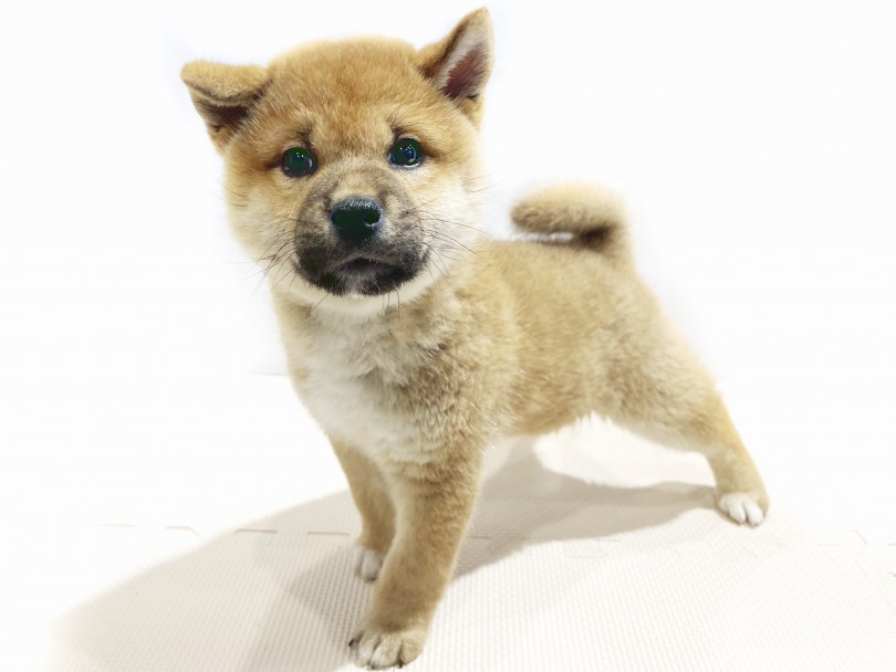 生後3ヶ月目に入ると、耳が立ち上がり始めましたよ♪ | 柴犬 （11809） - 横浜 白楽店