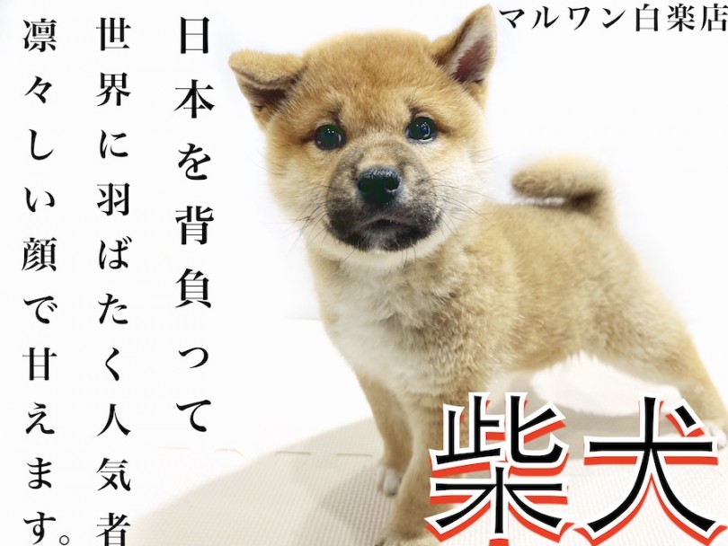【 柴犬 】丸顔のクマ柴！特徴と成長過程による尻尾の巻き方は個性が満載！
