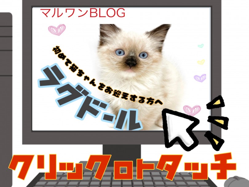 【 ラグドール 】シールポイントミテッドの毛色が魅力的！オススメキャリーもご紹介