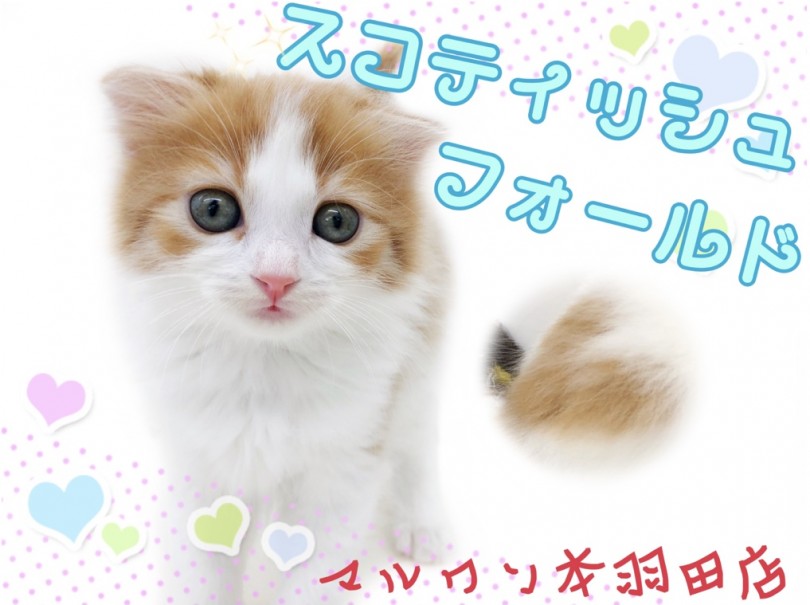 【 スコティッシュフォールド 】ハート模様は幸せを運ぶ！？ラブリー子猫が新登場！
