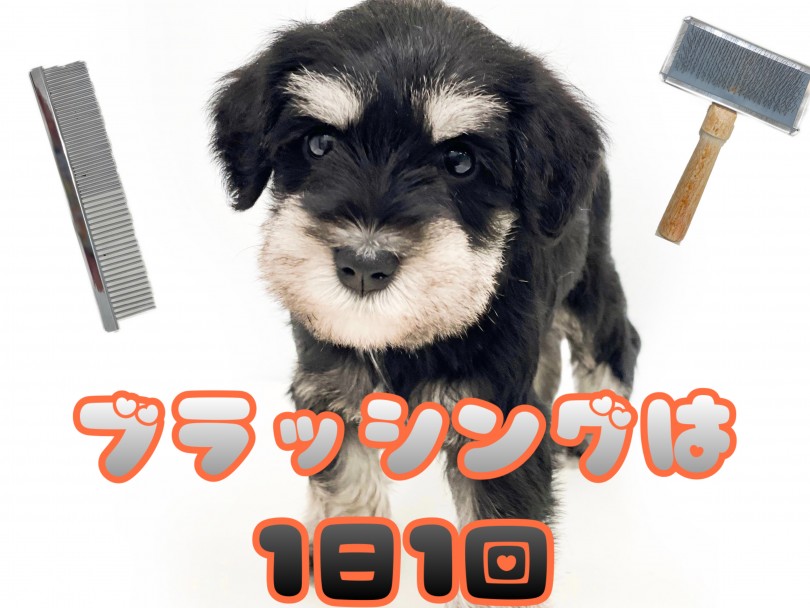 ダブルコートの犬種の中でも抜けにくい種類 | ミニチュア・シュナウザー （150173） - 東川口店