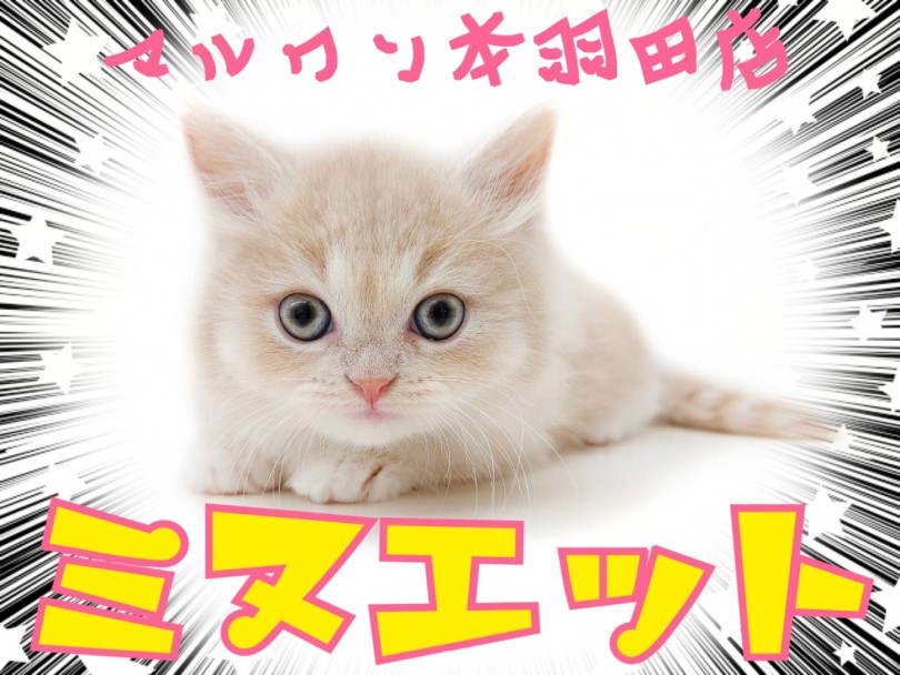 【 ミヌエット 】短足プレミアムキャット登場！マンチカンとの違いはここだ！