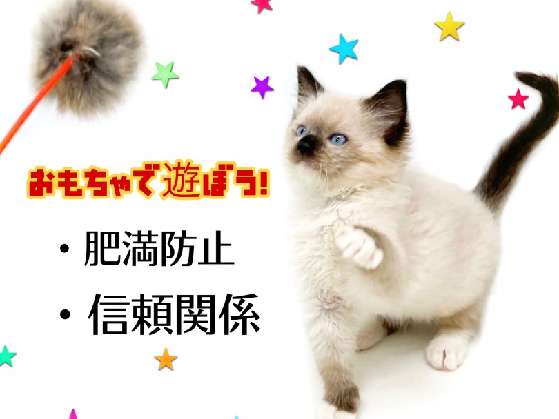 ラグドールちゃんはおとなしい分太りやすい為、遊ぶ時間を作る | ラグドール （150170） - 東川口店