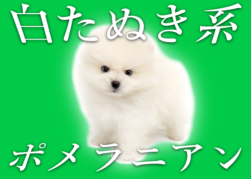 【 白ポメラニアン 】わたあめのように真っ白いふわふわ王国のたぬきポメ！