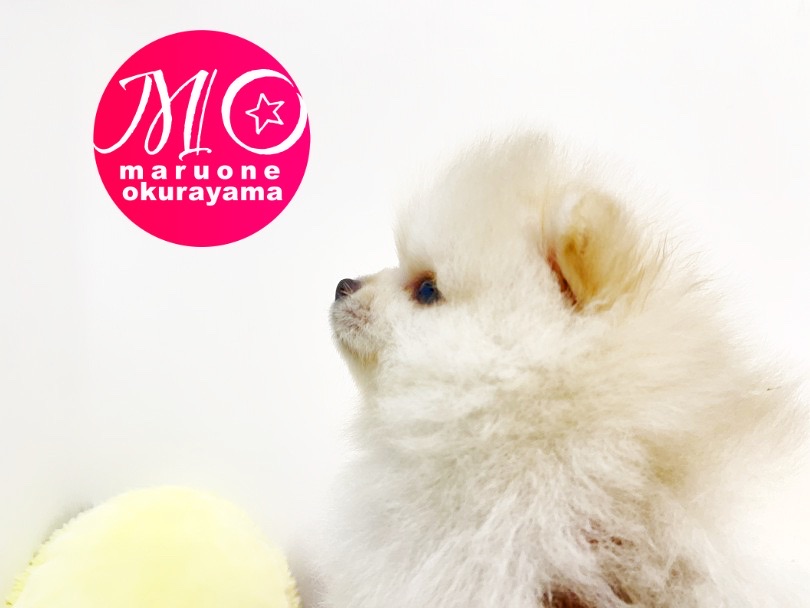 いつまでもパピー感あふれる短いマズルに注目！ | ポメラニアン （6131008） - 横浜 大倉山店