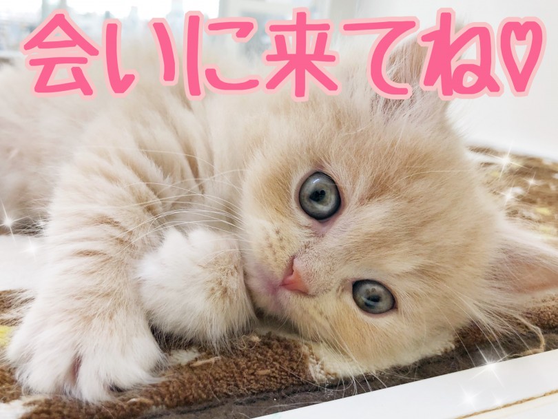 マンチカンをお探しの方はもちろん、ペルシャ猫を検討している方にもオススメなんです♪ | ミヌエット （512710） - 本羽田店