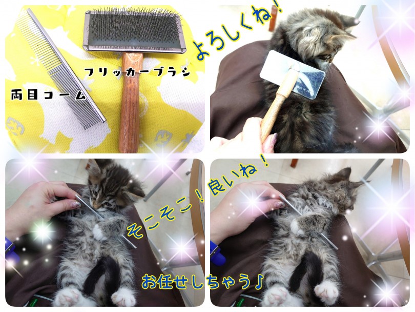 初めは短い時間から！ブラッシングタイムはコミュニケーションタイム！ | ノルウェージャンフォレストキャット （130297） - 高井戸店