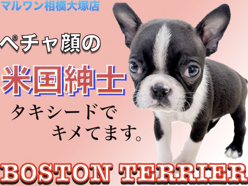 【 ボストンテリア 】タキシードを着たぶちゃカワ紳士！飼いやすいポイントとは？