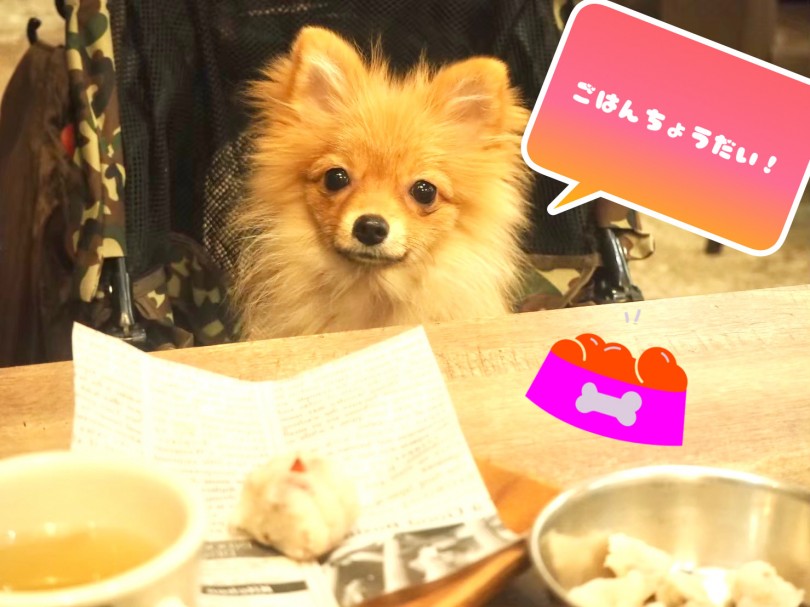 要求吠えは吠えさせない事が大切！そのためには吠えさせない環境を作る！ | 吠え癖のしつけ - 東川口店