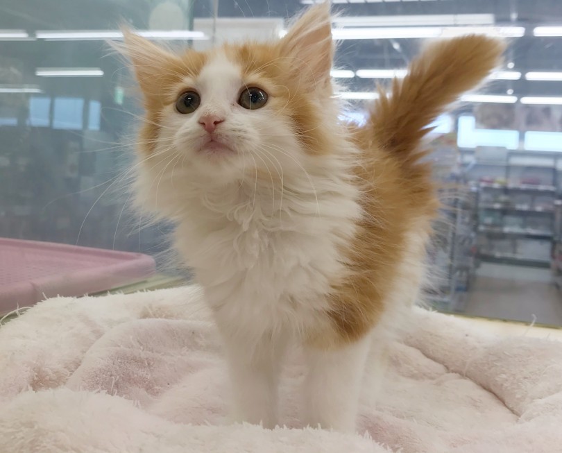 成猫時も6.0kg前後と初心者でも飼いやすい | ノルウェージャンフォレストキャット （119266） - 梅島店