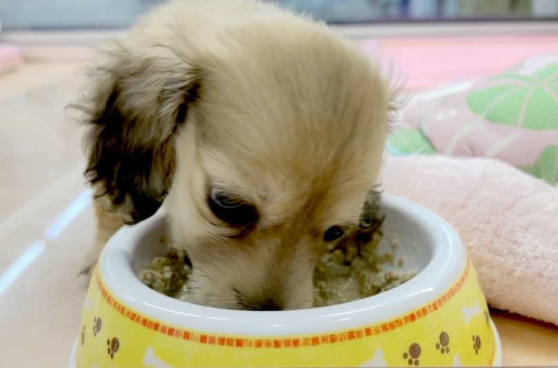 ご飯はガツガツというよりは味わって食べています | ミニチュア・ダックスフント （117301） - 鎌ヶ谷店