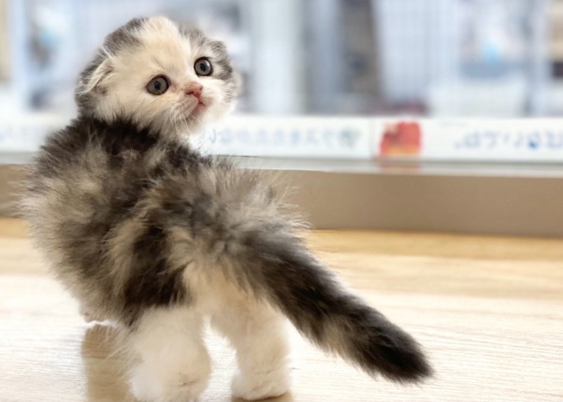 >『動物保険アニコムさんの人気猫種ランキング』で1位12連覇なんです♡ | スコティッシュフォールド （312000） - 港北ニュータウン店