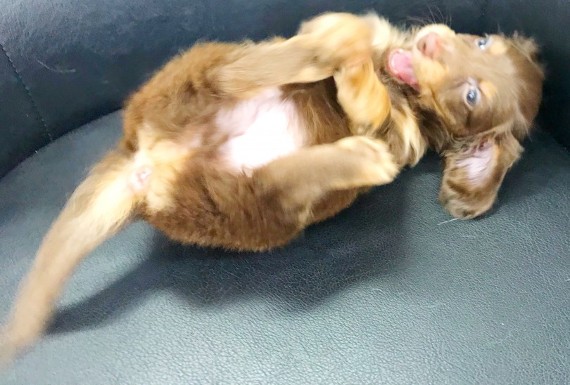 ダックスちゃんは子犬ながらにパワフルで元気いっぱい！ | ミニチュア・ダックスフント （119271） - 梅島店