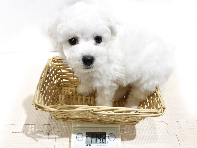 成犬時には5~6kg程を予想しております | ビションフリーゼ （11815） - 横浜 白楽店