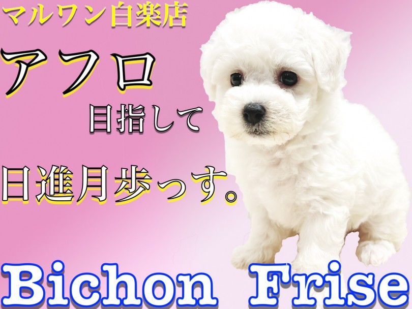 【 ビションフリーゼ 】抜け毛の少なさと温和な性格で飼いやすさ抜群のアフロ犬！