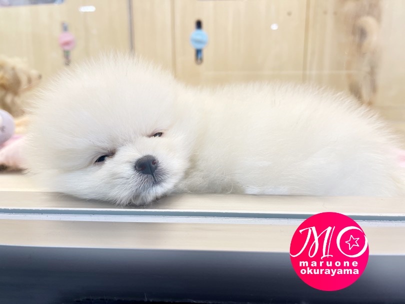 マルワン横浜大倉山店ではご家族にお迎えしたワンちゃんニャンちゃんとそのご家族に愛情のこもったスタッフサポートがついております！ | ポメラニアン （6131008） - 横浜 大倉山店