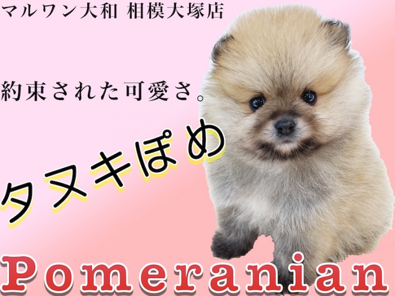 【 ポメラニアン 】マズルが短い大人気タヌキぽめ！将来は柴犬カットも似合います♪