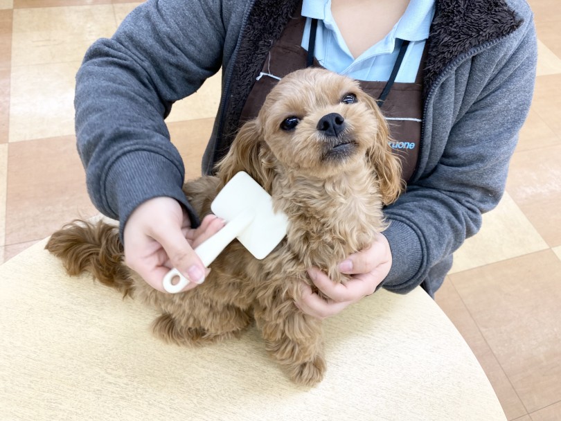 お手入れは大人しいから短時間で終わる！ | MIX犬 ペキプー （116478） - 下丸子店