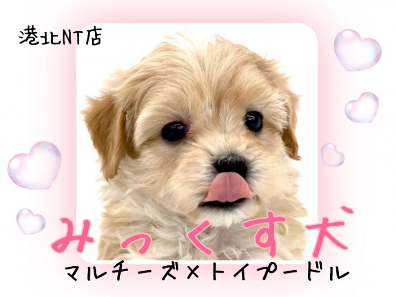【 MIX 】抜け毛・ニオイ少なめ！ムッチリ可愛いドワーフ体型のマルプーちゃん。