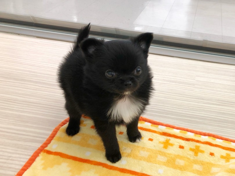 大きな瞳に短いマズルは可愛さ満点。お顔はチワワ遺伝子を受け継いでます。 | MIX犬 ポメチワ （512718） - 本羽田店