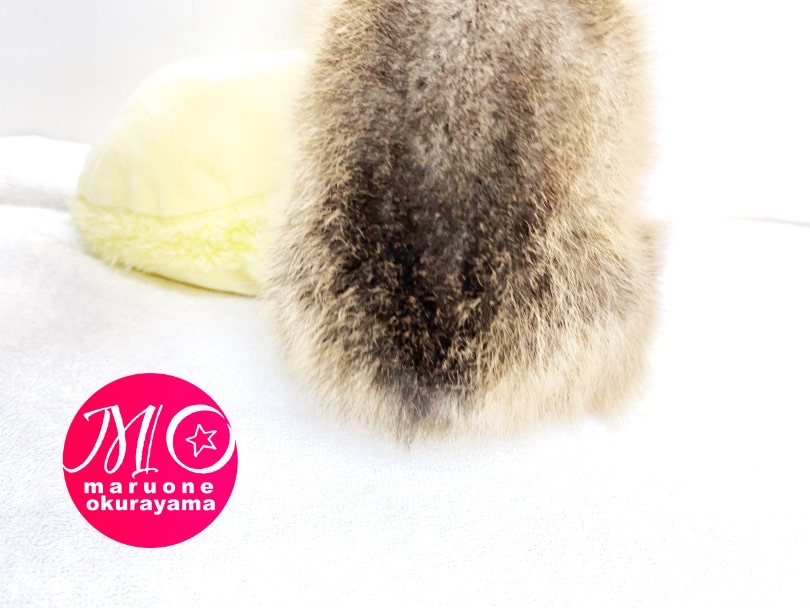 お散歩の時に飼い主様だけが見れるお尻の光景は飼い主様ならではの特権です♡ | ウェルシュコーギーペンブローク （6131003） - 大倉山店
