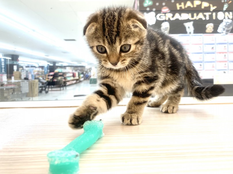 穏やかな性格で誰とでも仲良くなれる！ | スコティッシュフォールド （150175） - 東川口店