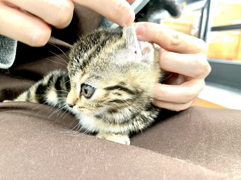 垂れ耳スコちゃんのお耳掃除は意外と簡単！ | スコティッシュフォールド （150175） - 東川口店