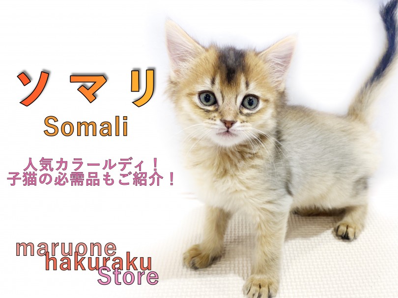 【 ソマリ 】犬のように人懐っこい美形猫！生活に必要なグッズ選びは最低限が大切！