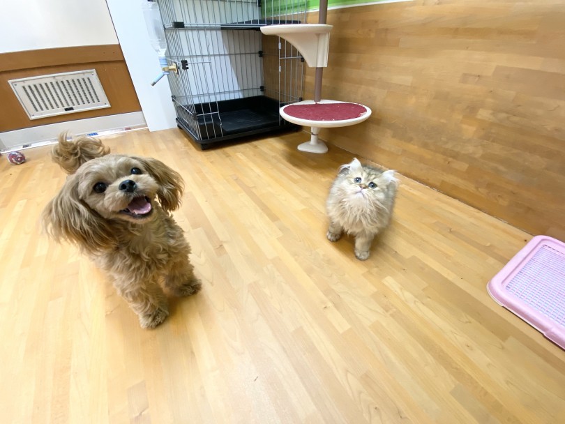 種別問わずオールマイティに仲良くなれるMIXちゃん！？ | MIX犬 ペキプー （116478） - 下丸子店