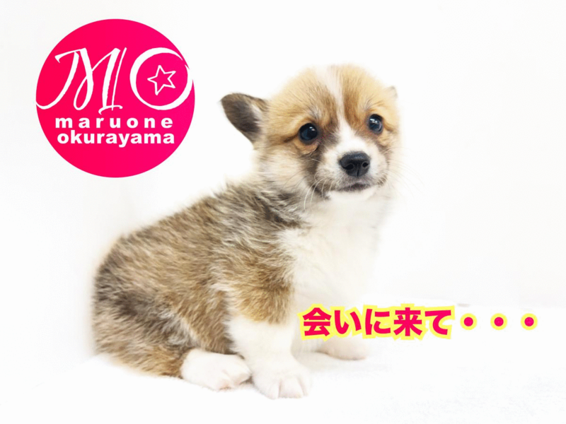 とっても愛嬌たっぷりのコーギーちゃんに是非会いにきてください♡ | ウェルシュコーギーペンブローク （6131003） - 大倉山店