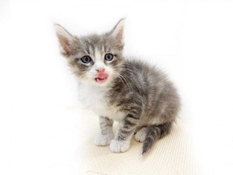 完全に成猫になるまでには3年ほどの時間を要します | ノルウェージャンフォレストキャット （814661） - 大和 相模大塚店