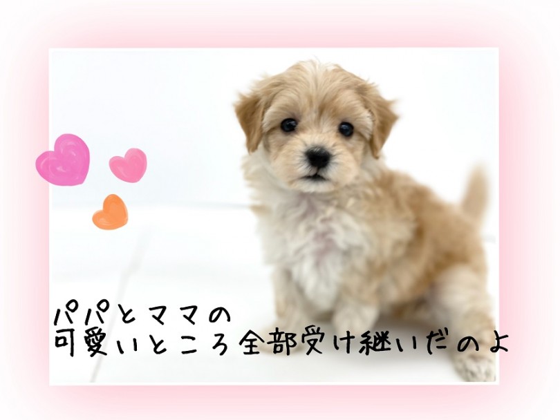 人気のミックス犬ちゃん | MIX犬 マルプー （311999） - 港北ニュータウン店