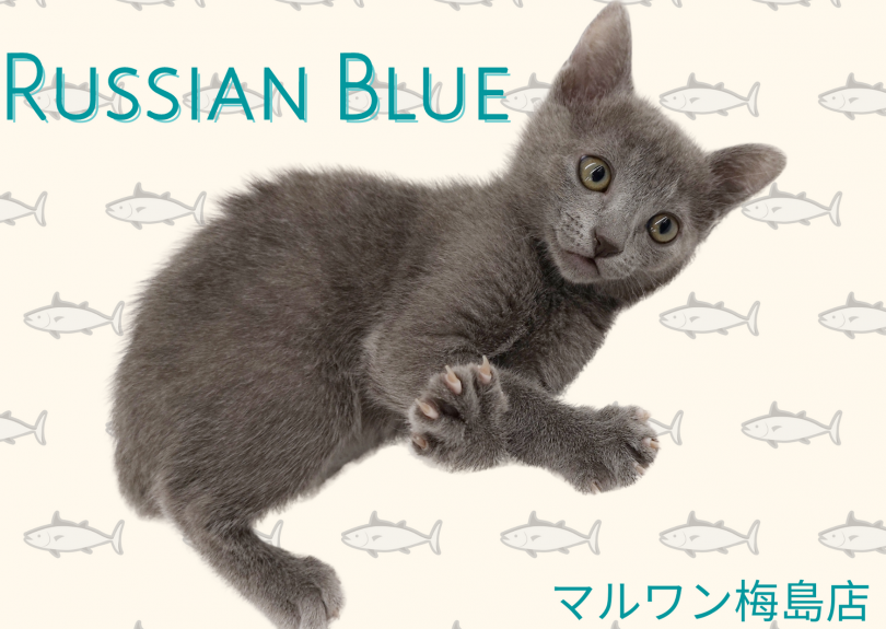 【 ロシアンブルー 】犬みたいに甘えん坊な性格！綺麗な毛並みが特徴！