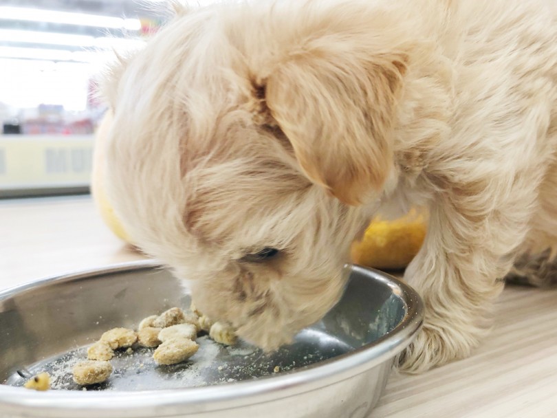 小さいけど健康状態もばっちり！！食欲も旺盛で安心です！ | MIX犬 マルプー （512713） - 本羽田店