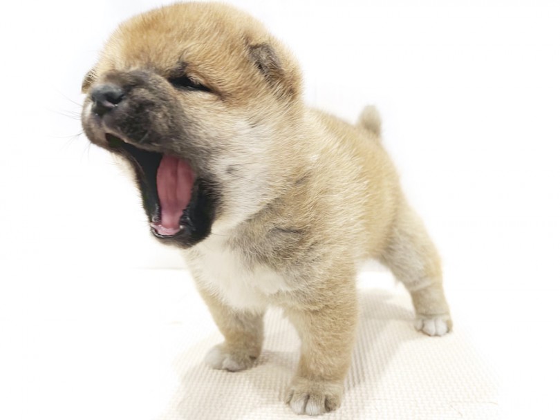 ワンちゃんのアクビって可愛すぎません？ | 柴犬 （11809） - 横浜 白楽店