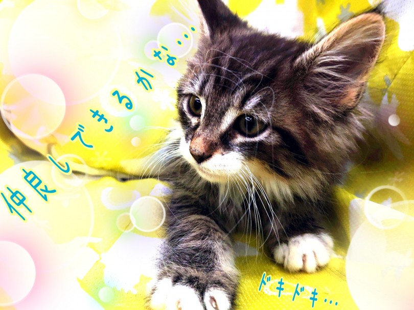人が大好きでとても温厚な性格なので小さいお子様やほかのペットともフレンドリーに接することが出来ます♪ | ノルウェージャンフォレストキャット （130297） - 高井戸店