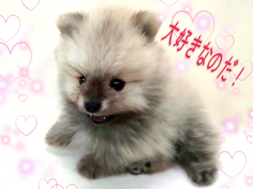 人懐っこいあまえんぼちゃんです | ポメラニアン （130302） - 高井戸店