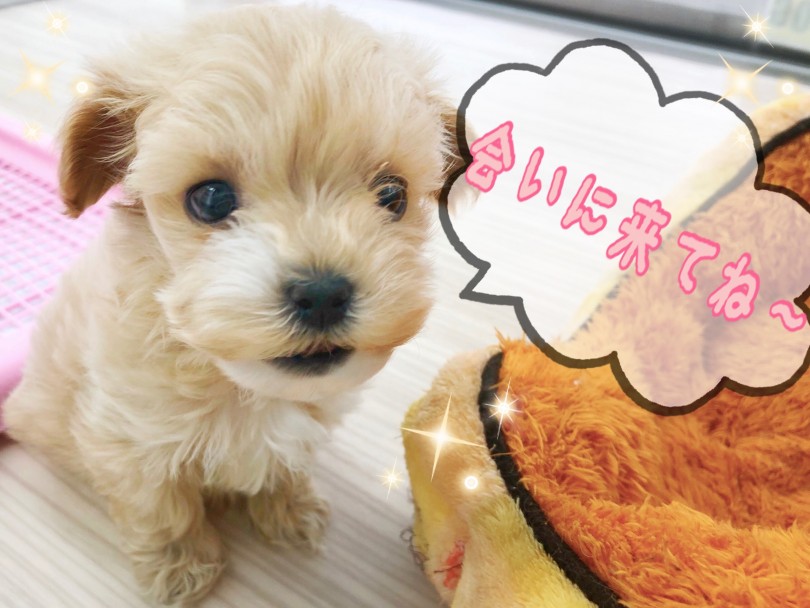 マルプーを今お探しならこの子を1番に見に来てください！！ | MIX犬 マルプー （512713） - 本羽田店